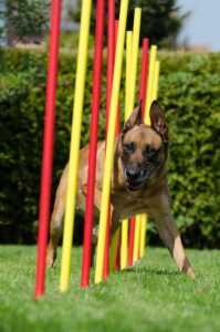 Agility Training Exercises For Dogs