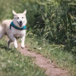 How To Choose The Right Bark Collar